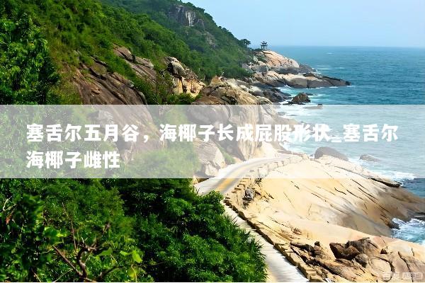 塞舌尔五月谷，海椰子长成屁股形状_塞舌尔海椰子雌性