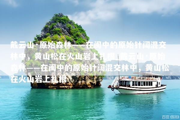 戴云山·原始森林——在闽中的原始针阔混交林中，黄山松在火山岩上扎根_戴云山·原始森林——在闽中的原始针阔混交林中，黄山松在火山岩上扎根